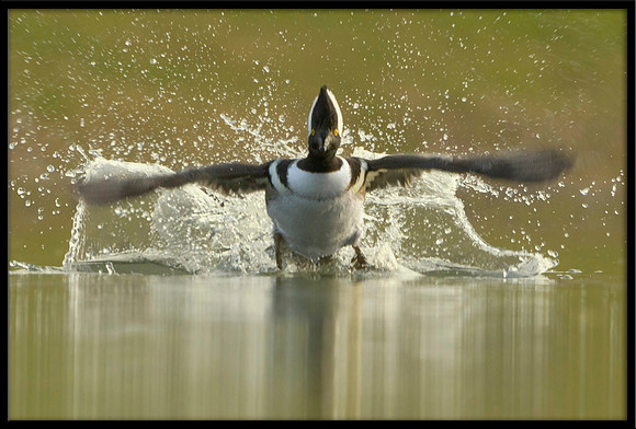 Hooded Merganser