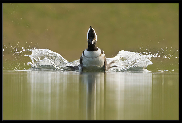 Hooded Merganser