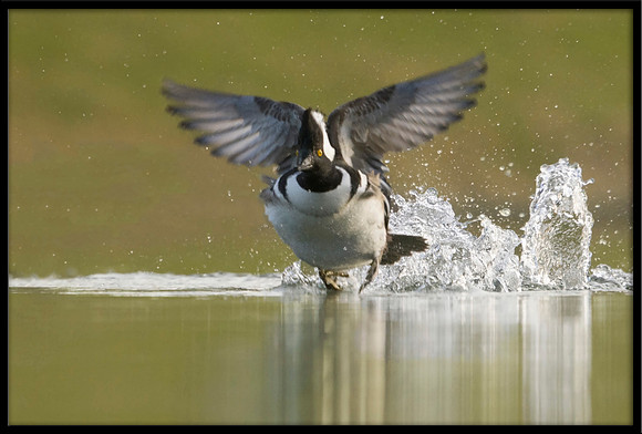 Hooded Merganser