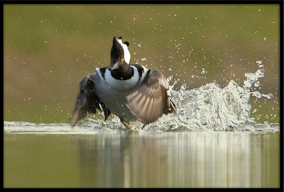 Hooded Merganser