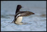 Lesser Scaup