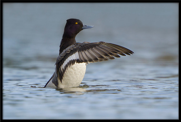 Lesser Scaup