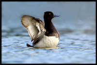 Lesser Scaup