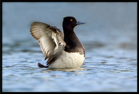 Lesser Scaup