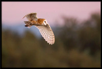 Barn Owl at dusk