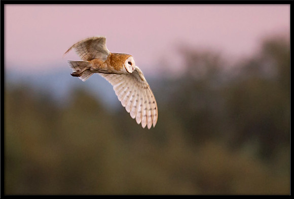 Barn Owl at dusk