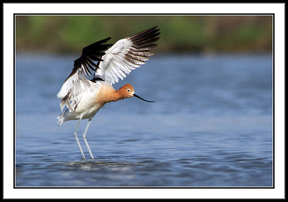 American Avocet