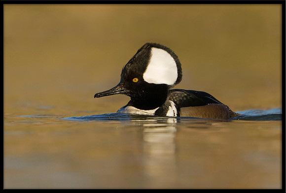 Hooded Merganser