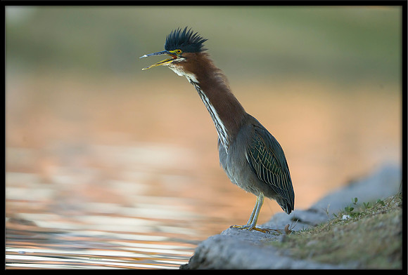 Green Heron