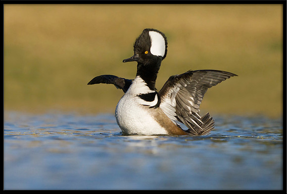 Hooded Merganser
