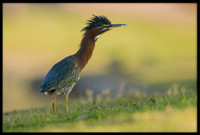 Green Heron