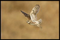 Burrowing Owl