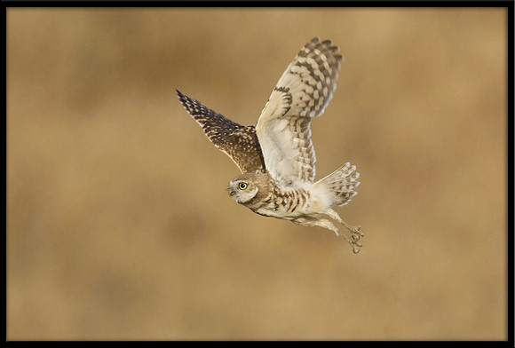 Burrowing Owl