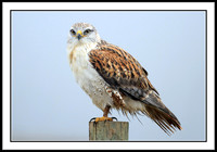 Ferruginous Hawk