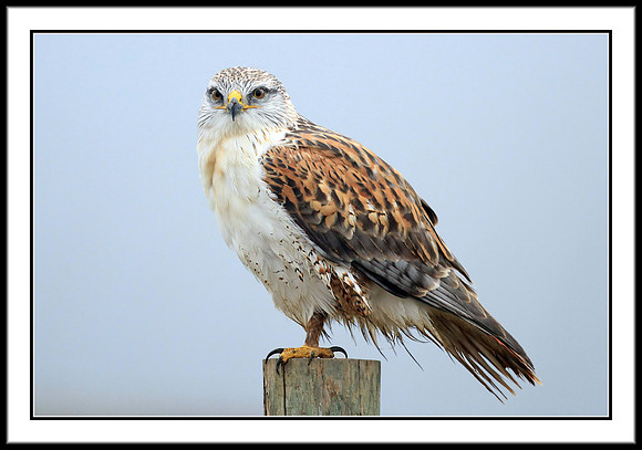 Ferruginous Hawk