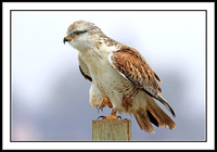 Ferruginous Hawk
