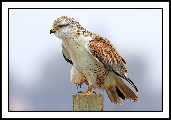 Ferruginous Hawk