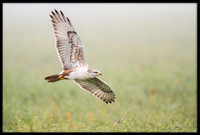 Ferruginous Hawks