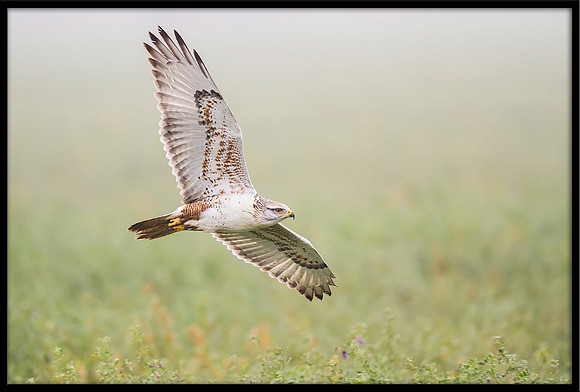 Ferruginous Hawk
