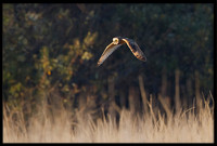 Short-eared Owl