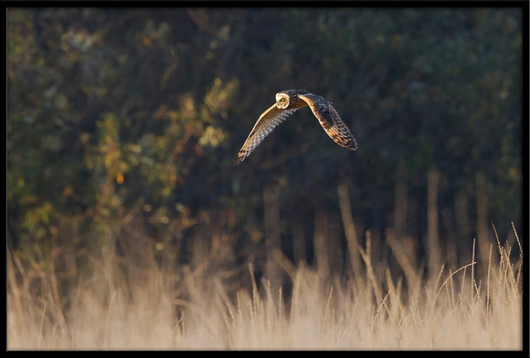 Short-eared Owl