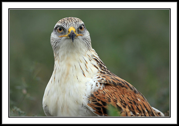 Ferruginous Hawk