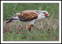 Ferruginous Hawk
