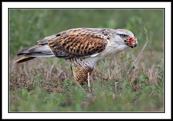 Ferruginous Hawk