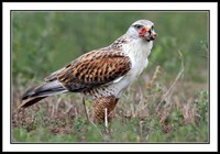 Ferruginous Hawk