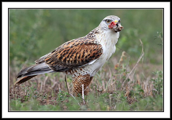 Ferruginous Hawk