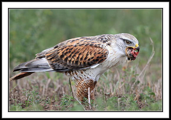 Ferruginous Hawk