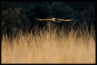 Short-eared Owl