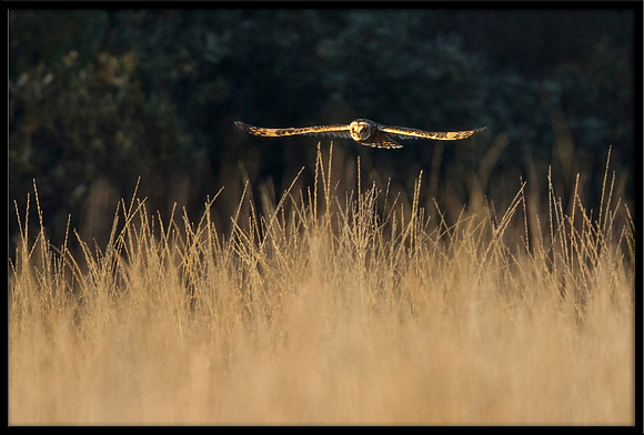 Short-eared Owl