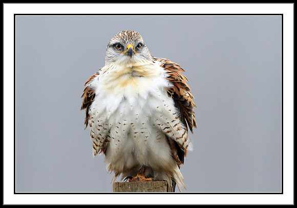 Ferruginous Hawk