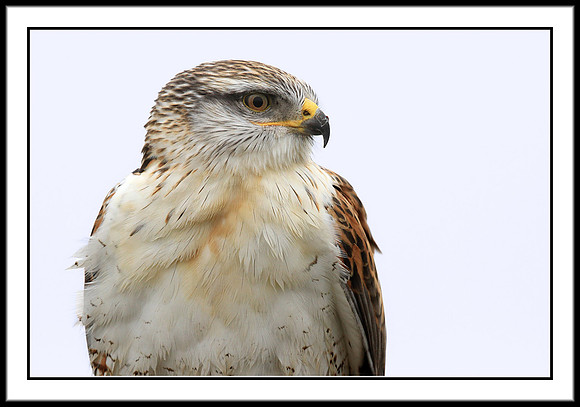 Ferruginous Hawk