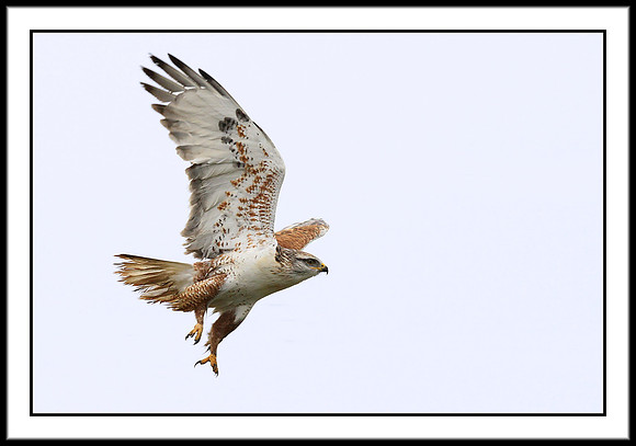 Ferruginous Hawk