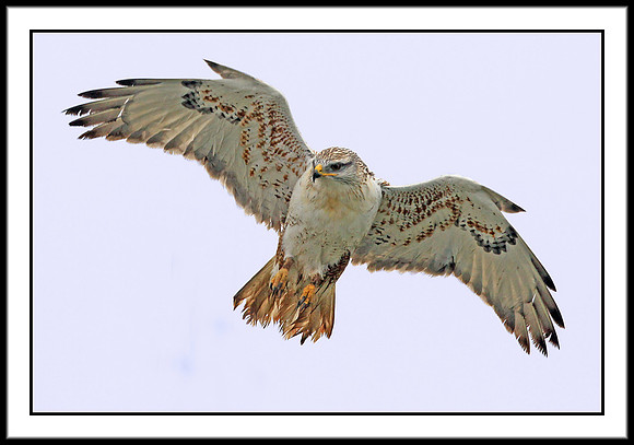 Ferruginous Hawk