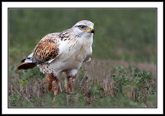 Ferruginous Hawk