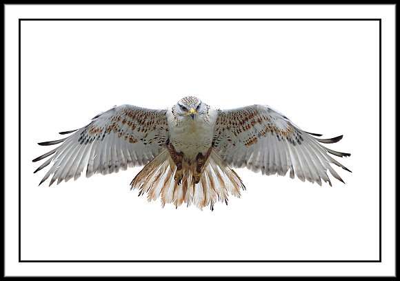 Ferruginous Hawk
