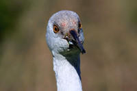 Sandhill Crane