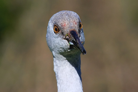 Sandhill Crane