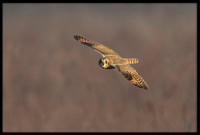 Short-eared Owl