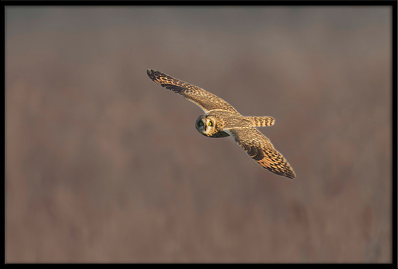 Short-eared Owl