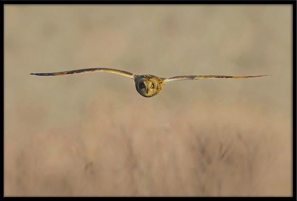 Short-eared Owl