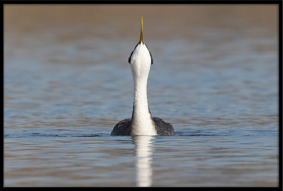 Western Grebe