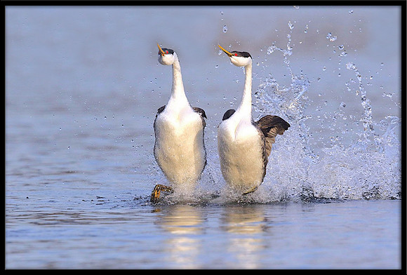 Western Grebe