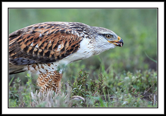 Ferruginous Hawk