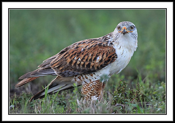 Ferruginous Hawk