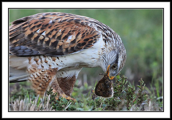 Ferruginous Hawk