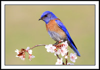 Western Bluebird